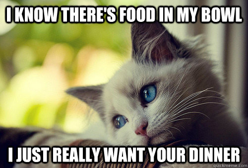 i know theres food in my bowl i just really want your dinne - First World Problems Cat
