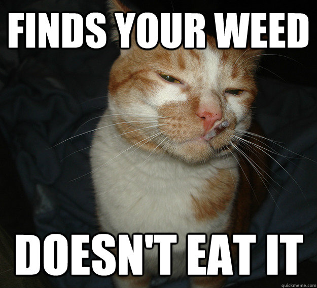 finds your weed doesnt eat it - Good Guy Cat