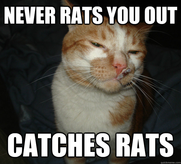 never rats you out catches rats - Cool Cat Craig