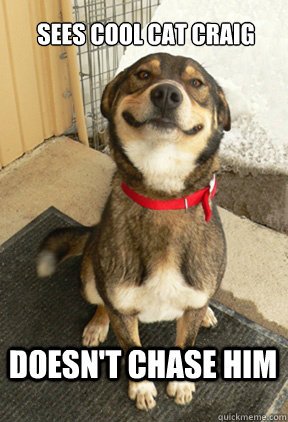 sees cool cat craig doesnt chase him - Good Dog Greg