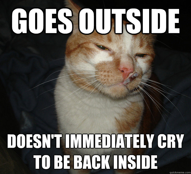 goes outside doesnt immediately cry to be back inside - Cool Cat Craig