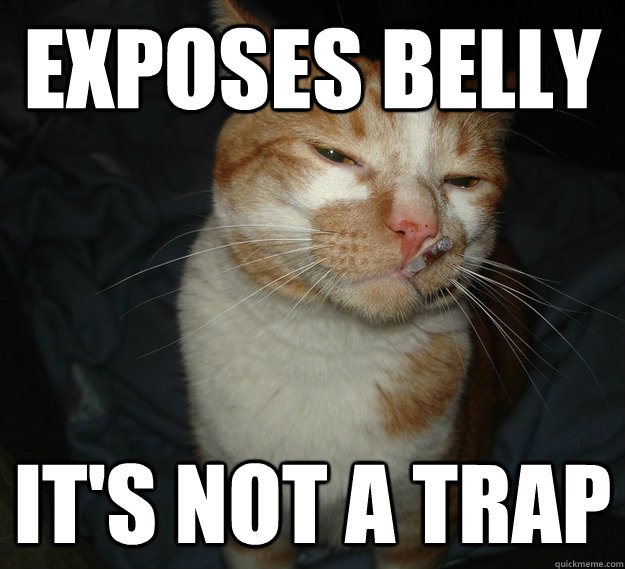 exposes belly its not a trap - Cool Cat Craig