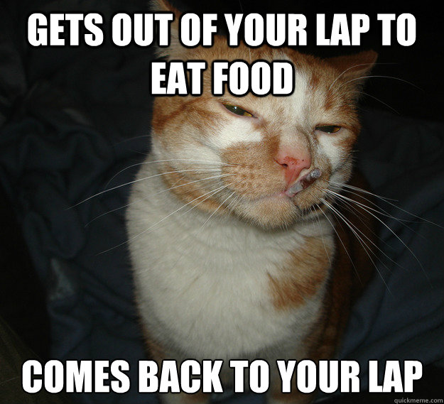 gets out of your lap to eat food comes back to your lap - Cool Cat Craig