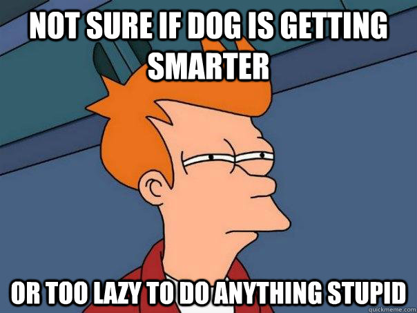 not sure if dog is getting smarter or too lazy to do anythin - Futurama Fry