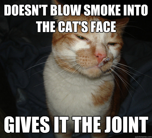 doesnt blow smoke into the cats face gives it the joint - Cool Cat Craig