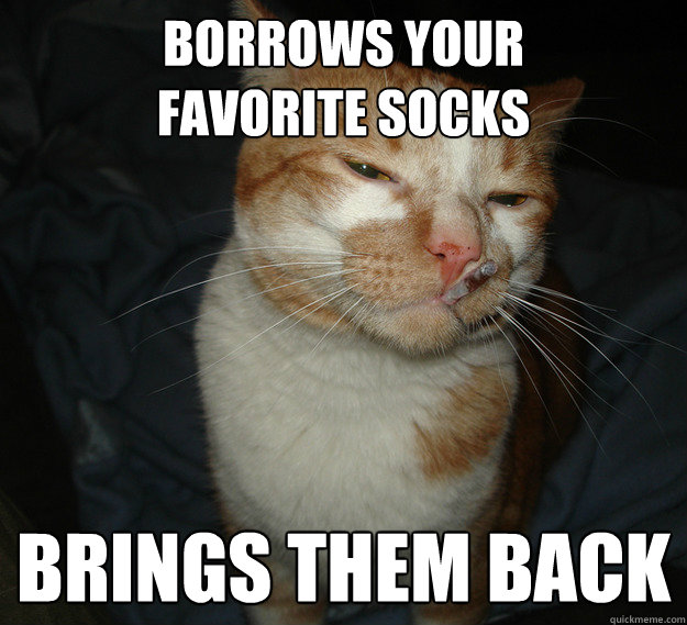 borrows your favorite socks brings them back - Cool Cat Craig