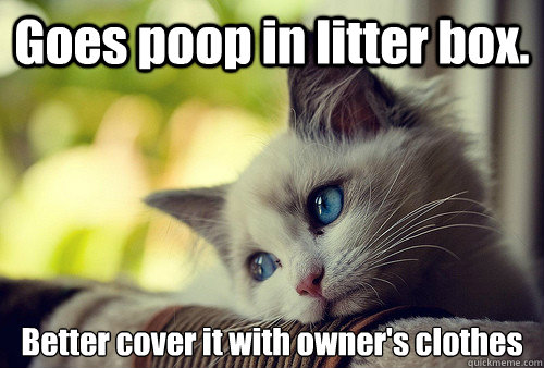 goes poop in litter box better cover it with owners clothe - First World Cat Problems