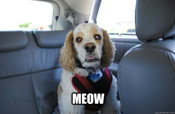 meow - 10 Dog