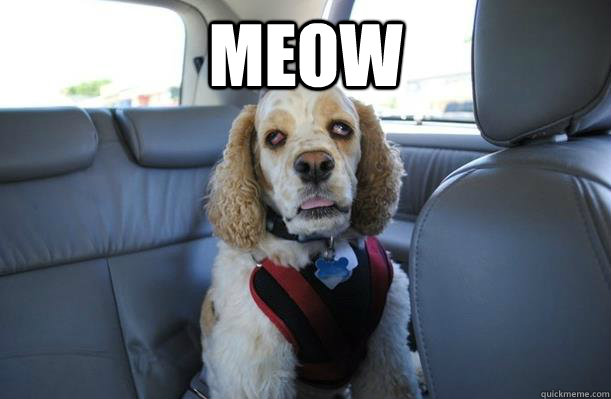 meow - 10 Dog