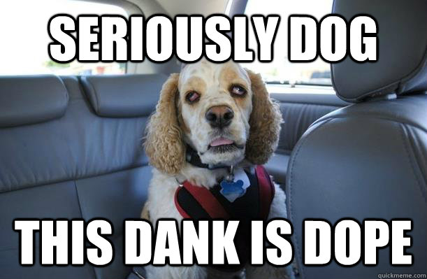 seriously dog this dank is dope - 10 Dog