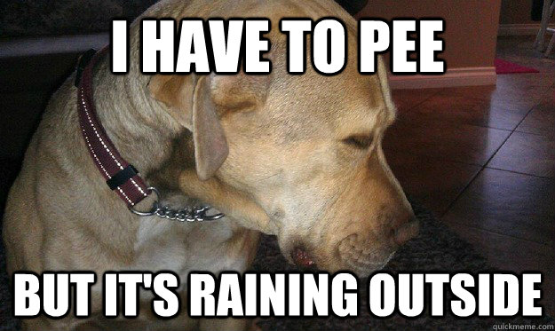 i have to pee but its raining outside - First World Dog Problems