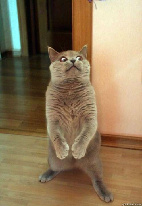 60 - Horrorcat