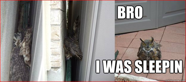 bro i was sleepin - Woke up an Owl
