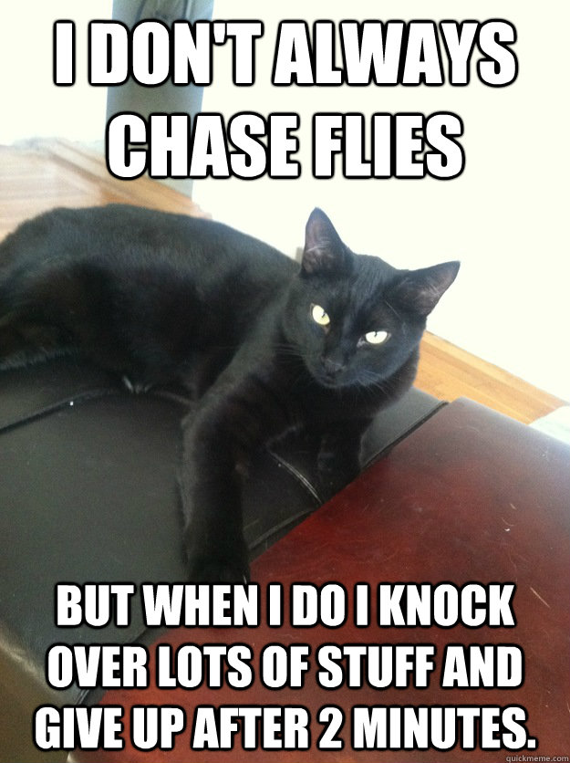 i dont always chase flies but when i do i knock over lots o - most interesting fly hunter