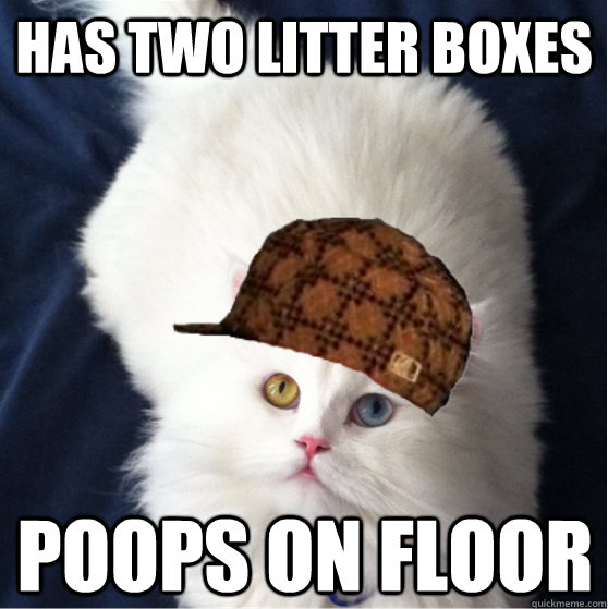 has two litter boxes poops on floor -