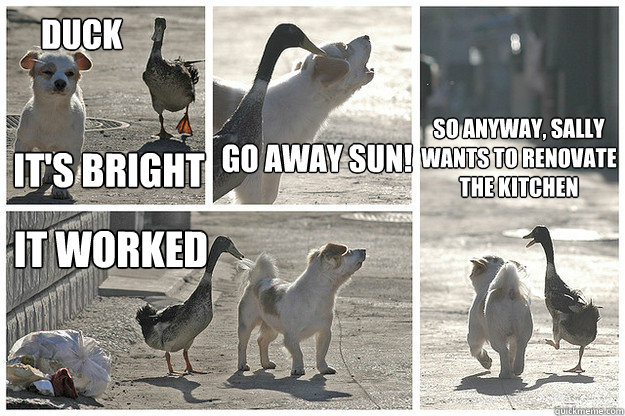 duck its bright go away sun it worked so anyway sally wan -