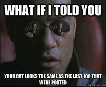 what if i told you your cat looks the same as the last 100 t - Morpheus SC