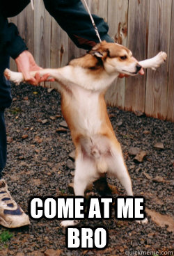 come at me bro - amazing dog