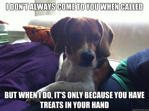 i dont always come to you when called but when i do its o - The Most Interesting Beagle In The World