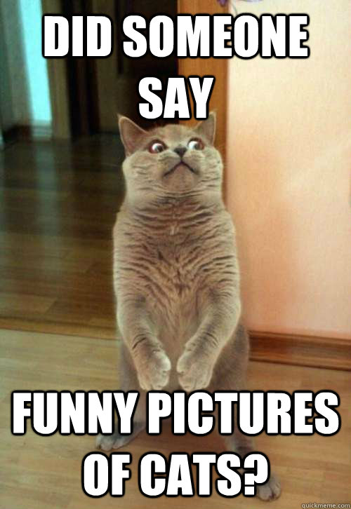did someone say funny pictures of cats - Horrorcat