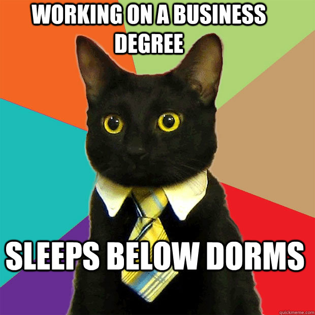 working on a business degree sleeps below dorms - Business Cat