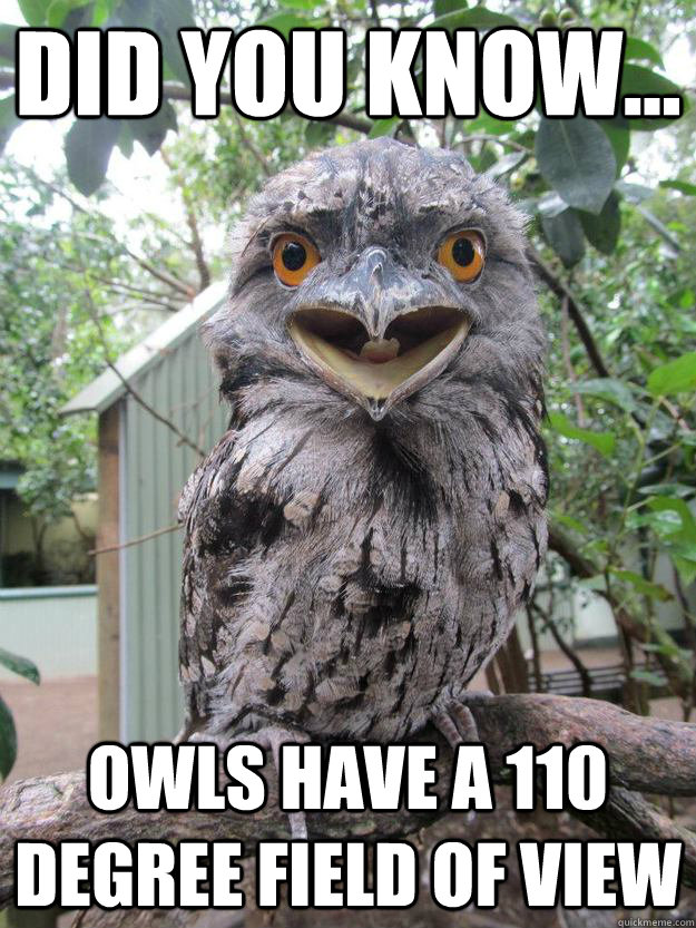 did you know owls have a 110 degree field of view - Annoying Fact Owl