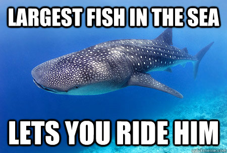 largest fish in the sea lets you ride him - Good Guy Whale Shark