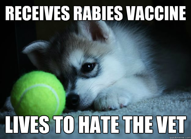 receives rabies vaccine lives to hate the vet - first world puppy