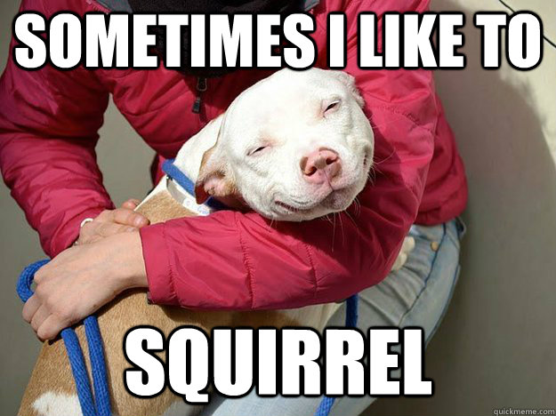 sometimes i like to squirrel - 10 dog