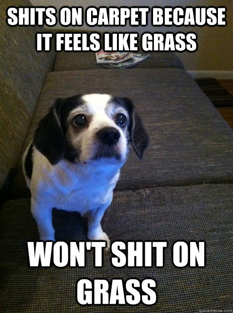 shits on carpet because it feels like grass wont shit on gr - Scumbag Dog