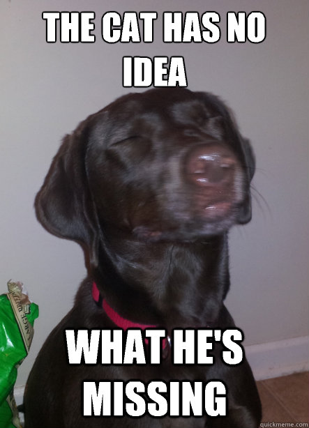 the cat has no idea what hes missing - 10 Dog