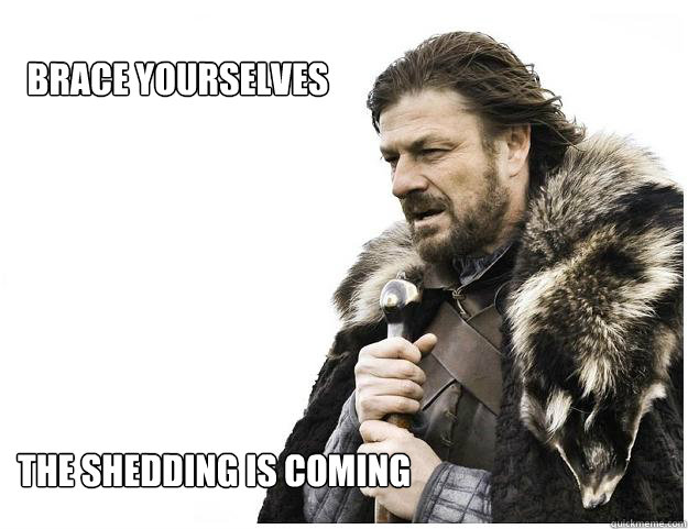 brace yourselves the shedding is coming - Imminent Ned