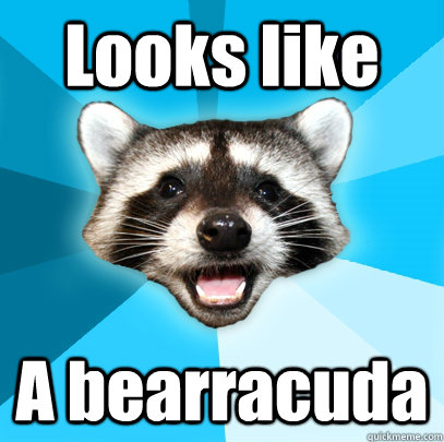 looks like a bearracuda - Lame Pun Coon
