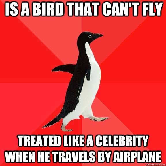 is a bird that cant fly treated like a celebrity when he tr - Socially Awesome Penguin