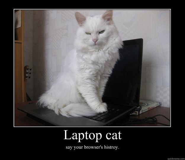 laptop cat say your browsers histroy LOLCat