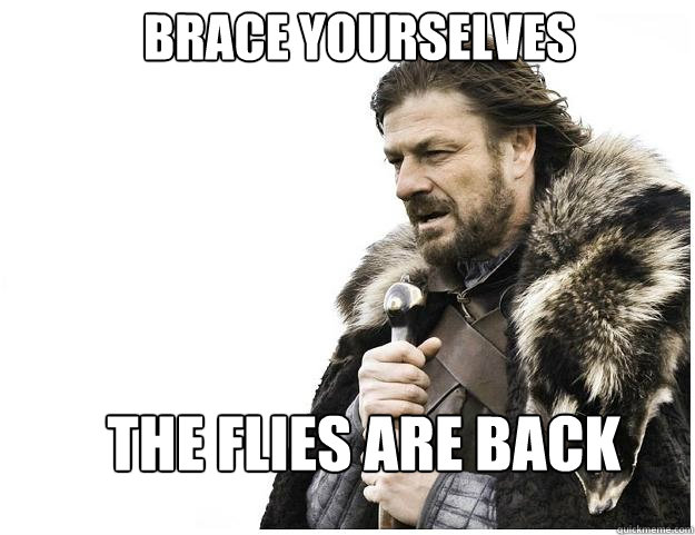 brace yourselves the flies are back - Imminent Ned