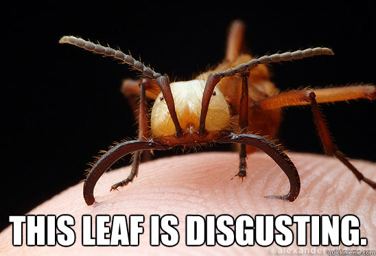 this leaf is disgusting - Confused Ant