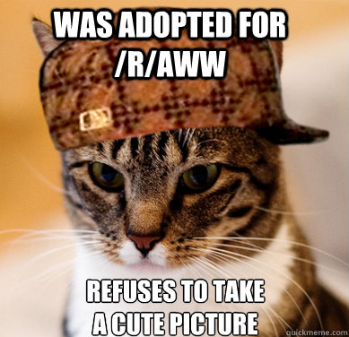 was adopted for raww refuses to take a cute picture - Scumbag Cat