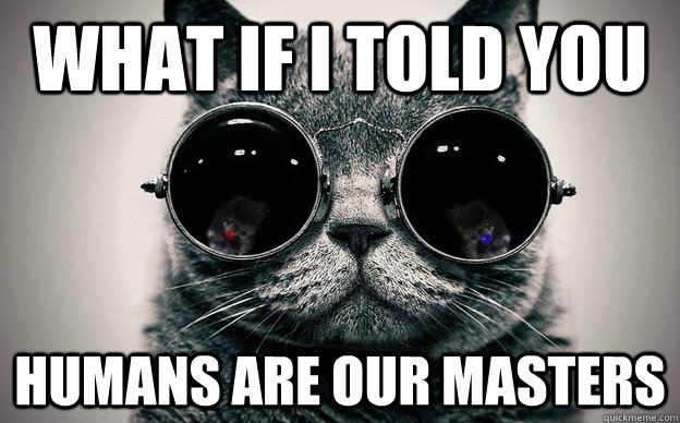 what if i told you humans are our masters - Cat morpheus plus paws