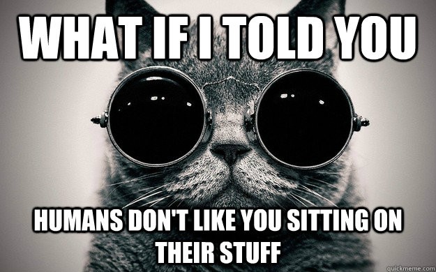 what if i told you humans dont like you sitting on their st - Morpheus Cat Facts