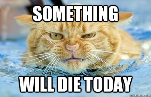 something will die today - Angry cat is angry