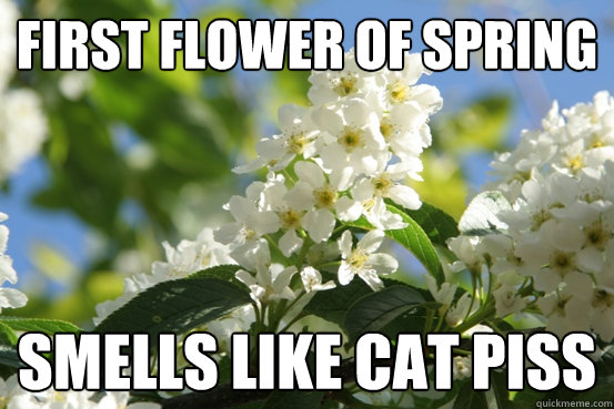 first flower of spring smells like cat piss - fuck this tree and its blossoms