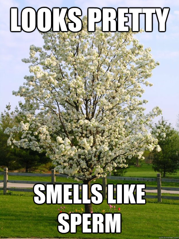 Tree That Smells Like Cum 86
