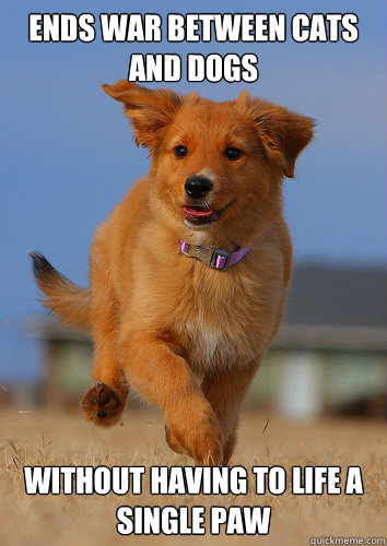 ends war between cats and dogs without having to life a sing - Ridiculously Photogenic Puppy