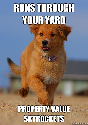 runs through your yard property value skyrockets - Ridiculously Photogenic Puppy
