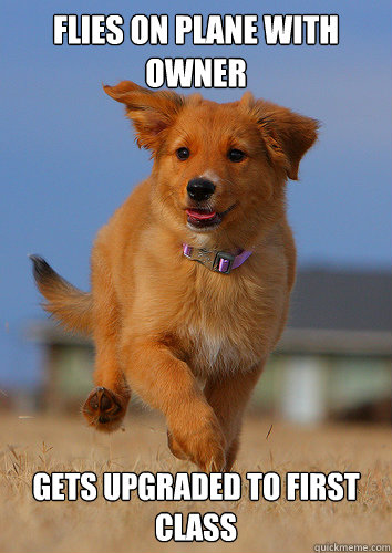 flies on plane with owner gets upgraded to first class - Ridiculously Photogenic Puppy