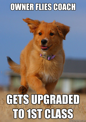 owner flies coach gets upgraded to 1st class - Ridiculously Photogenic Puppy