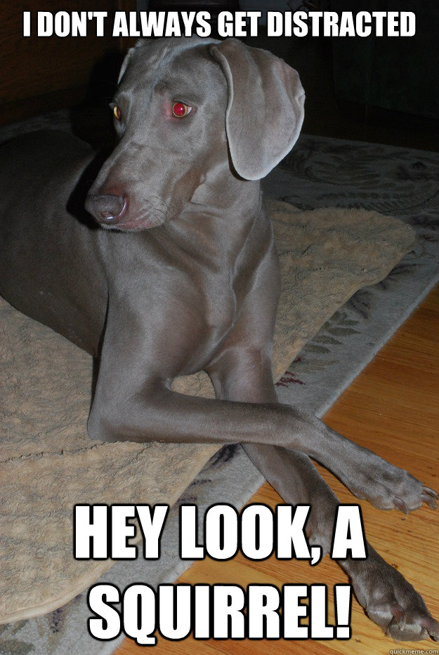 i dont always get distracted hey look a squirrel - Most Interesting Dog