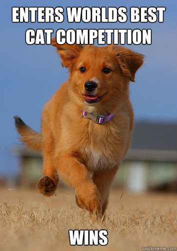enters worlds best cat competition wins - Ridiculously Photogenic Puppy