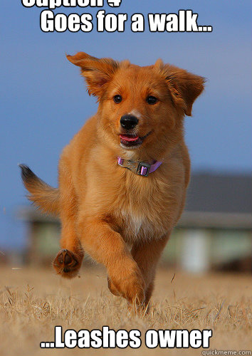 goes for a walk leashes owner caption 3 goes here capt - Ridiculously Photogenic Puppy
